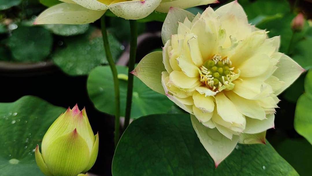 THE CONCEPT OF HUMAN NATURE IN THERAVADA BUDDHIST AND ARISTOTLE'S PHILOSOPHICAL PERSPECTIVES (2026)