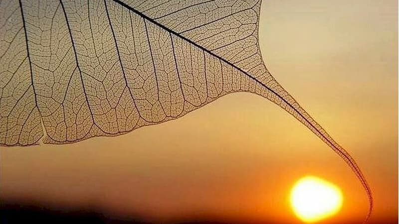 The Translation of the Majjhima Nikāya Commentary (Aṭṭhakathā) from Pāḷi into Vietnamese (2026)