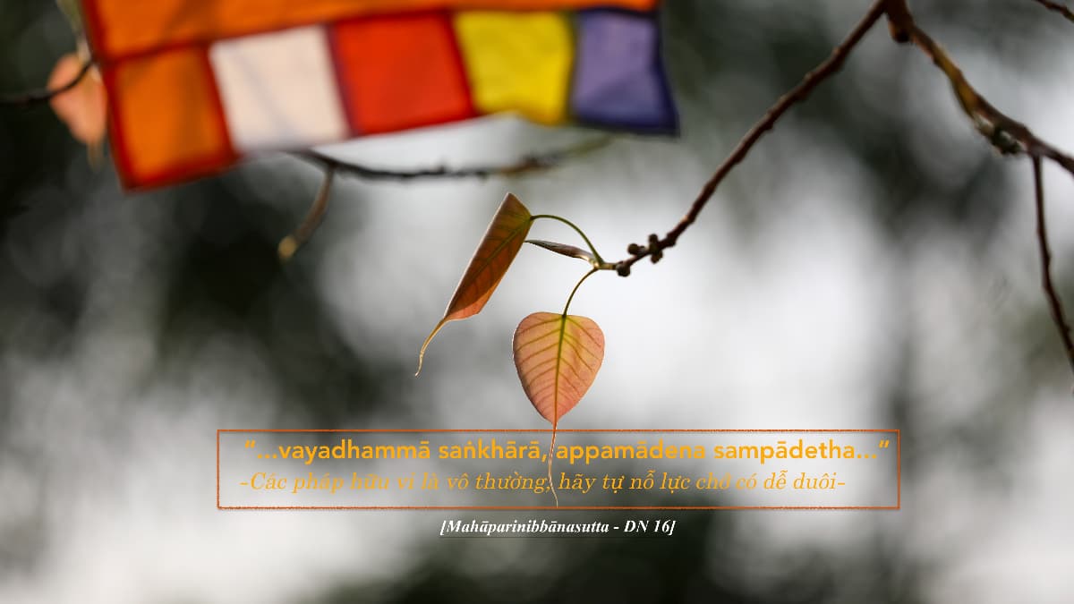 PALI GRAMMAR AND LITERATURE (2026)