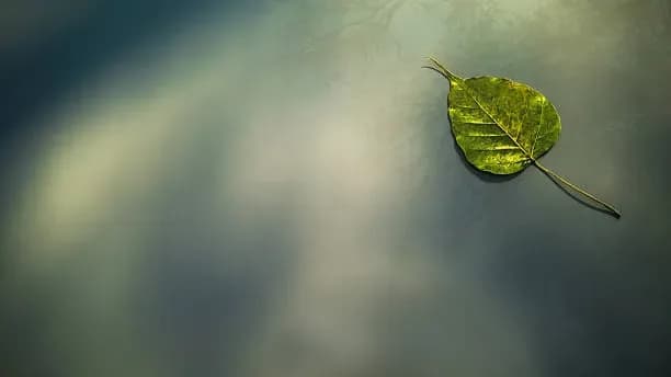 A Study of Mind (Citta) and Mental Concomitants (Cetasikas) in Paramatthavinicchaya (2026)