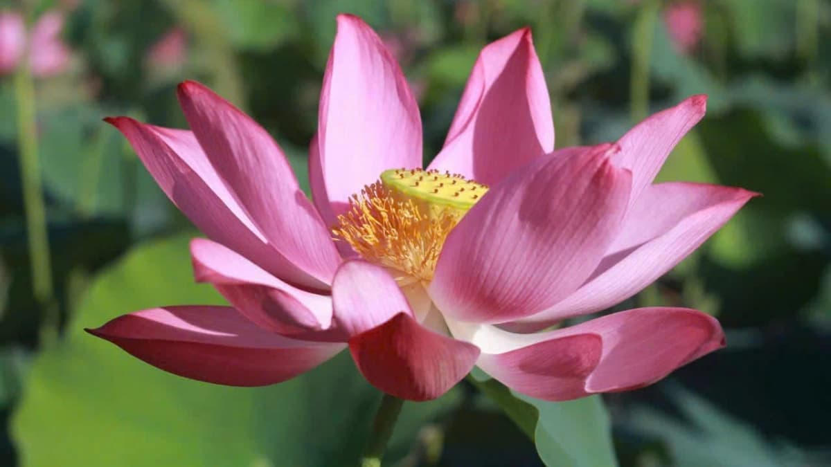 The Buddhist Middle Way (Majjhimāpaṭipadā): An analytical study from the perspectives of the Noble Eightfold Path and Dependent Origination. (2026)